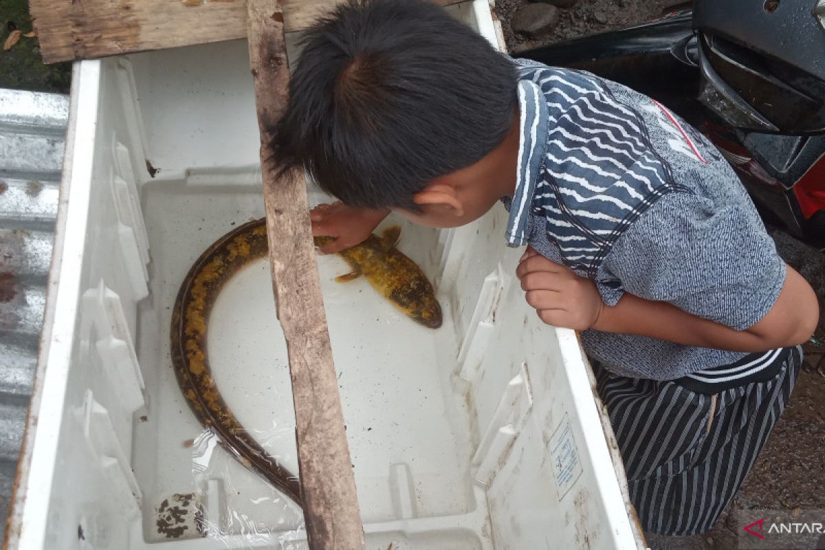 Pemancing di Agam tangkap ikan sidat  langka dengan panjang hampir satu meter