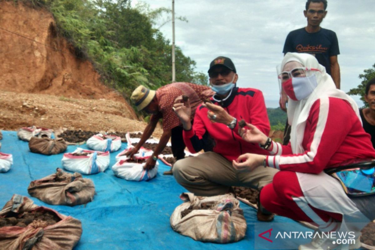 Pemerintah pusat akan bangun pabrik gambir di Pesisir Selatan