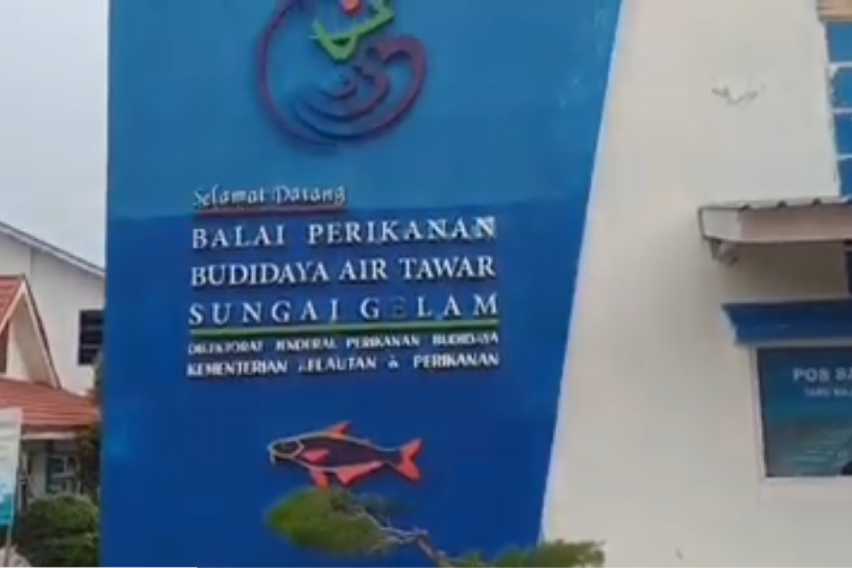 Gubernur berharap budidaya ikan air tawar di BPBAT ditingkatkan secara berkelanjutan