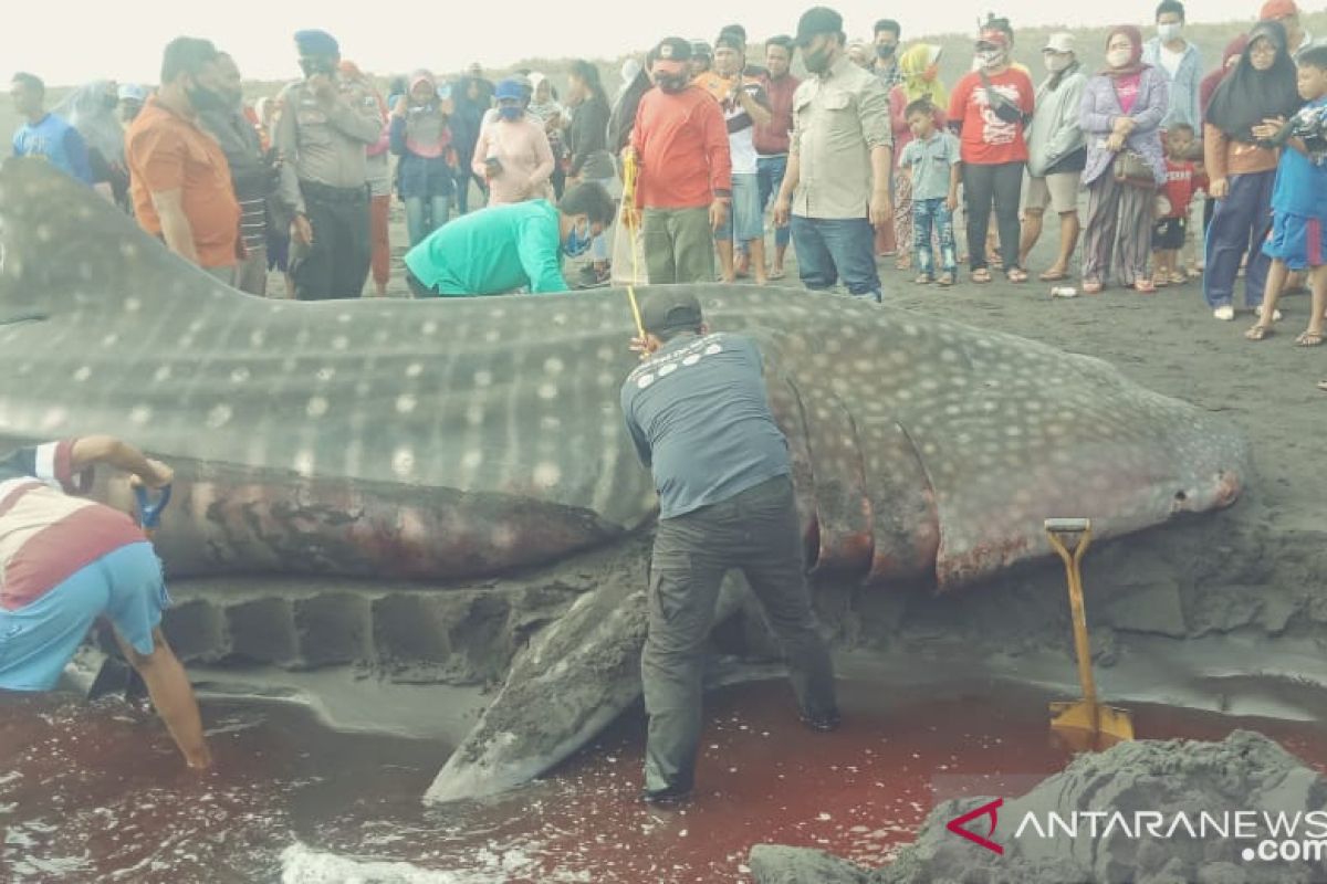 Hiu paus mati terdampar di Pantai Paseban Jember