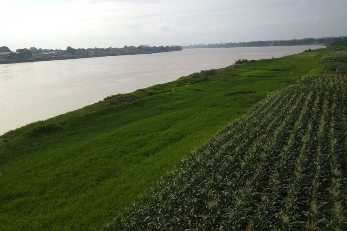 Jagung dan padi tumbuh subur di 