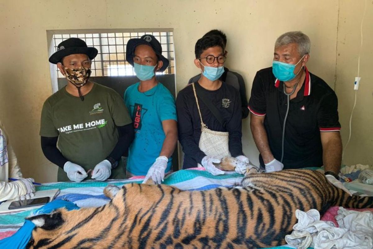 Harimau yang ditangkap di Tapsel ini  mengalami dehidrasi dan anemia