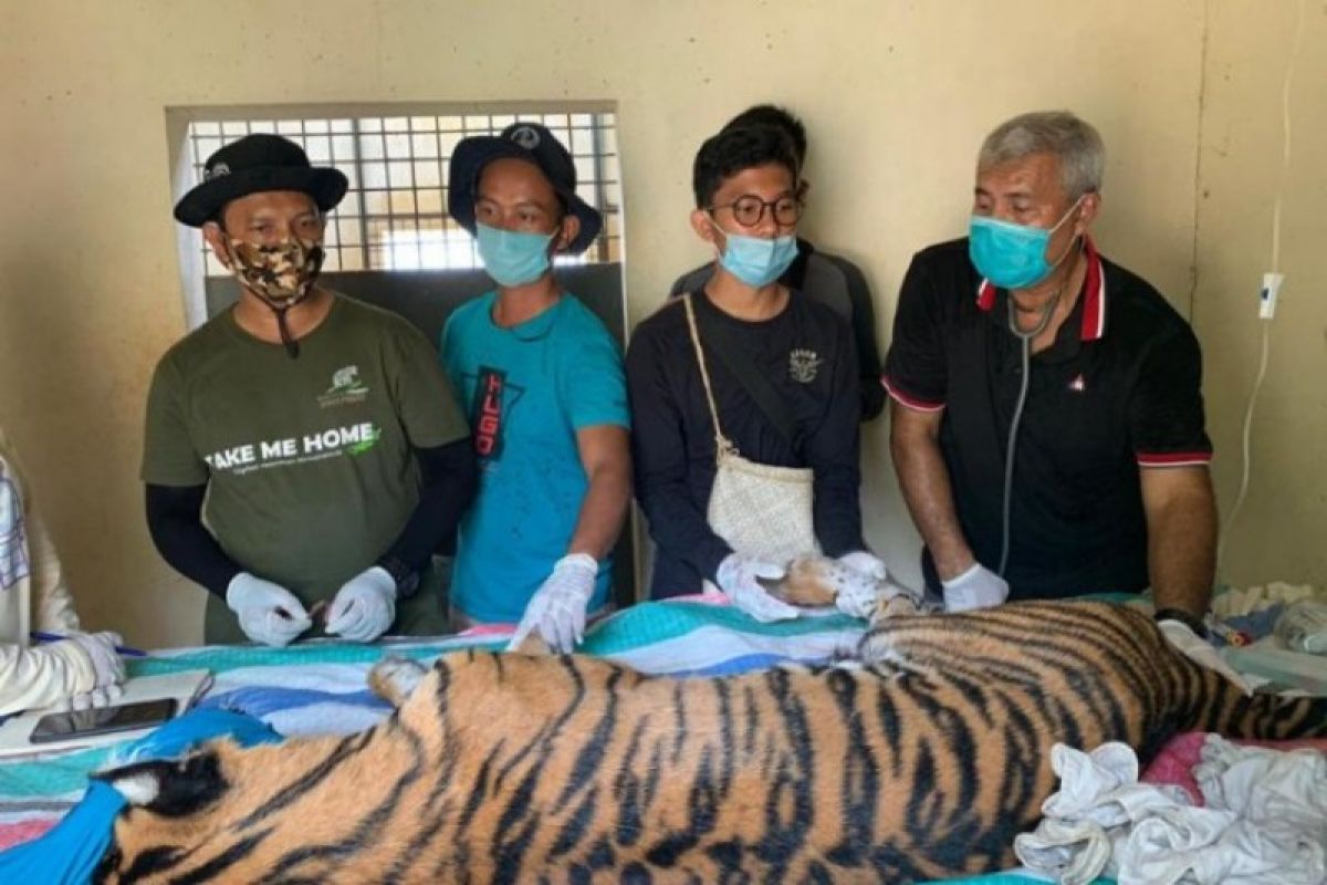 Harimau sumatera mati akibat terjerat di leher