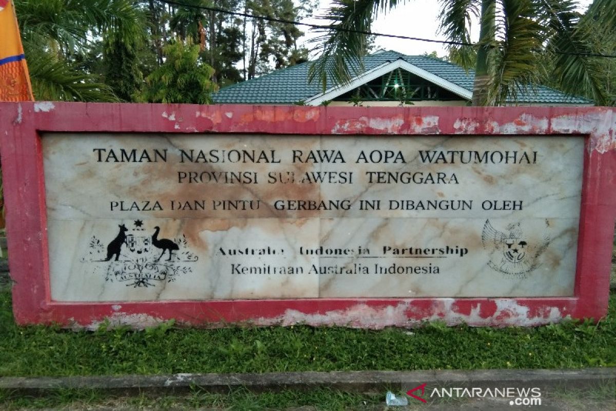 Sebanyak 19 ekor Anoa ada di Taman Nasional Rawa Aopa