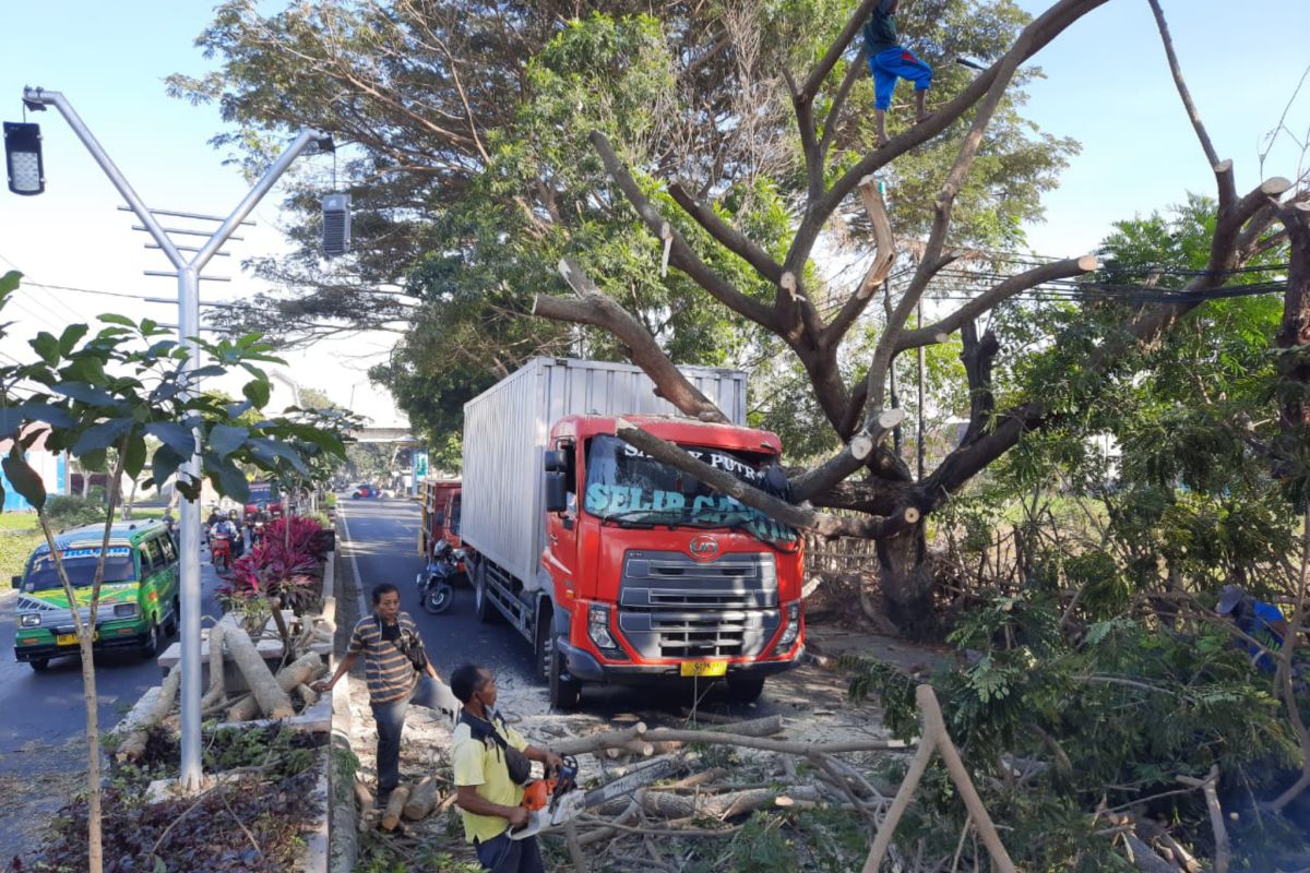 Hindari sepeda motor, mobil pengangkut biskuit tertimpa pohon di Jalan Gelang-Pancor