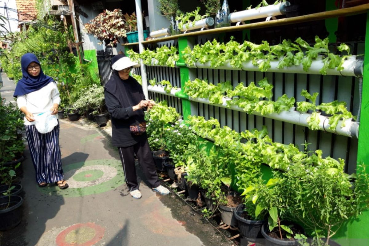 Survei: Urban farming berprospek cerah dongkrak pendapatan masyarakat