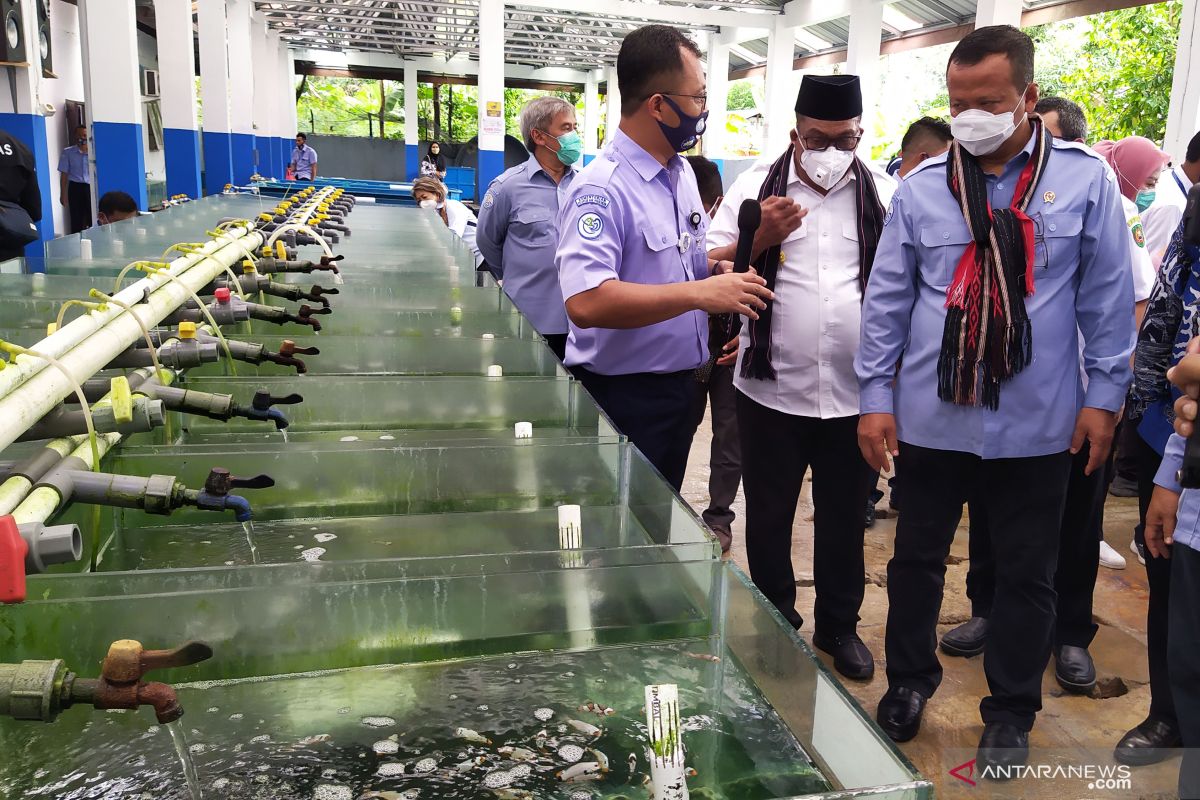 Menteri KKP Edhy Prabowo tantang Pemda di Maluku kembangkan tambak udang