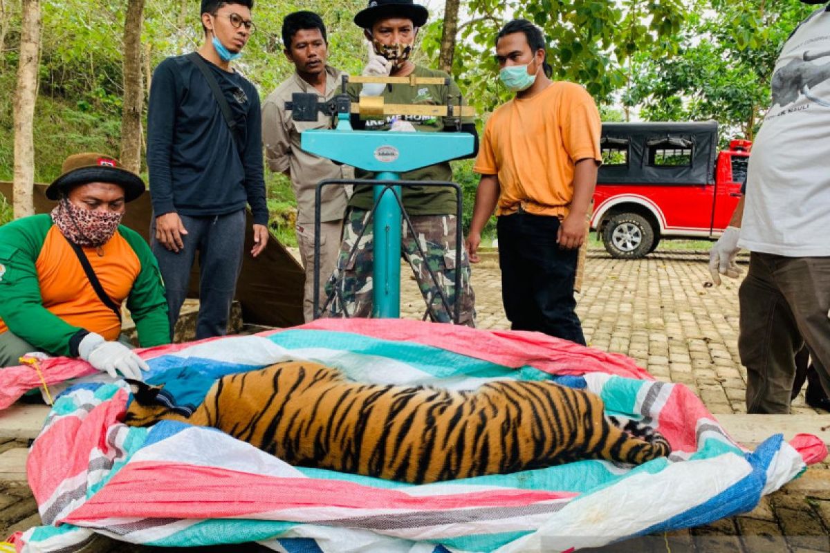 BBKSDA Sumut selamatkan harimau sumatera hindari konflik satwa-manusia