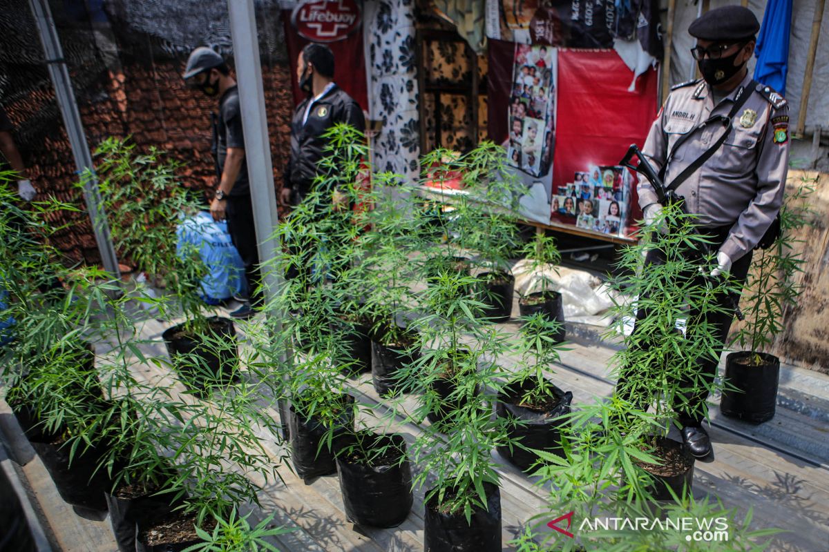 Penanam ganja di rumah ajukan gugatan UU Narkotika ke MK