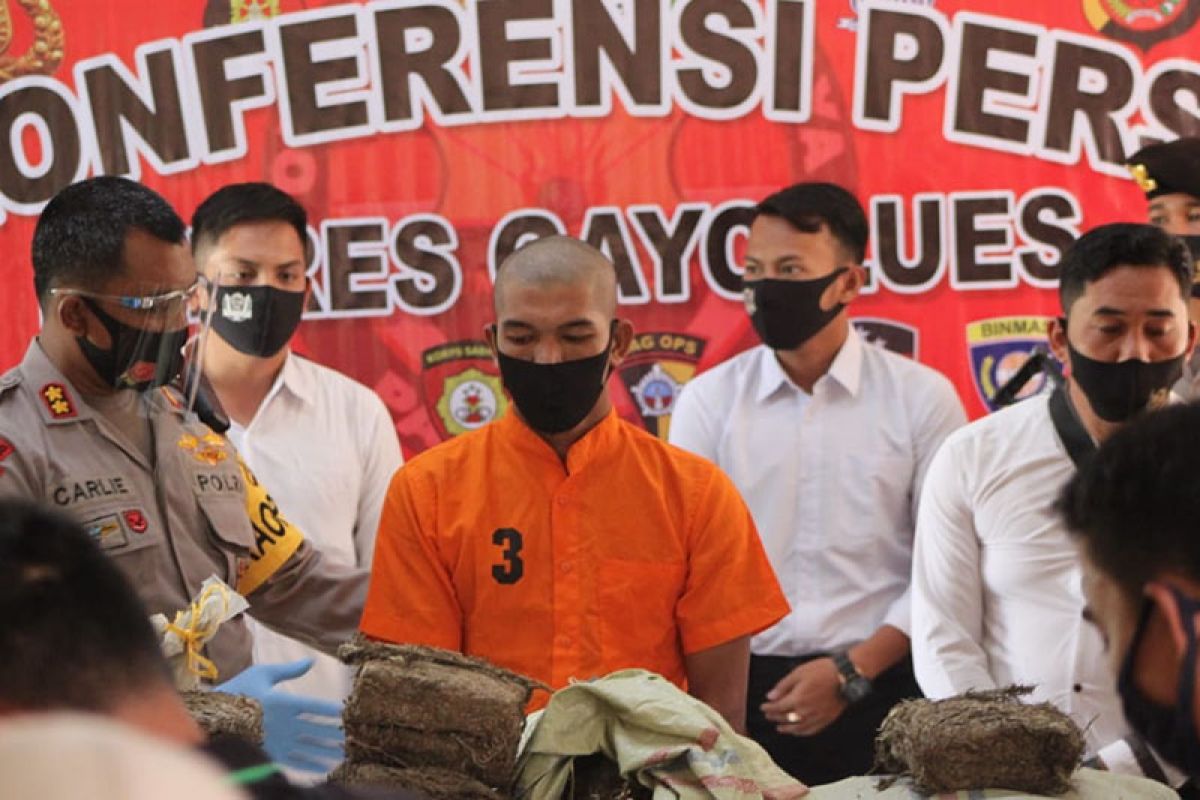 Polisi gagalkan peredaran puluhan kilogram ganja di Gayo Lues