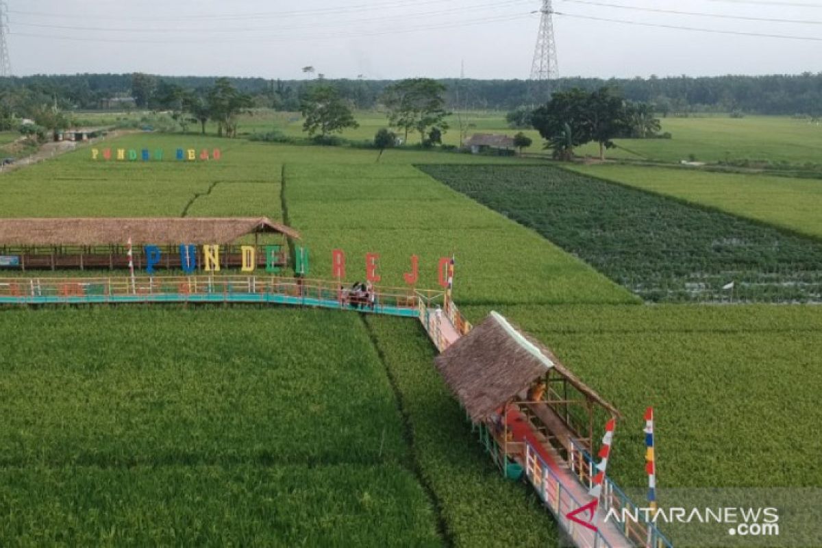 Wisata Sawah Punden Rejo, alternatif di masa pandemi COVID-19