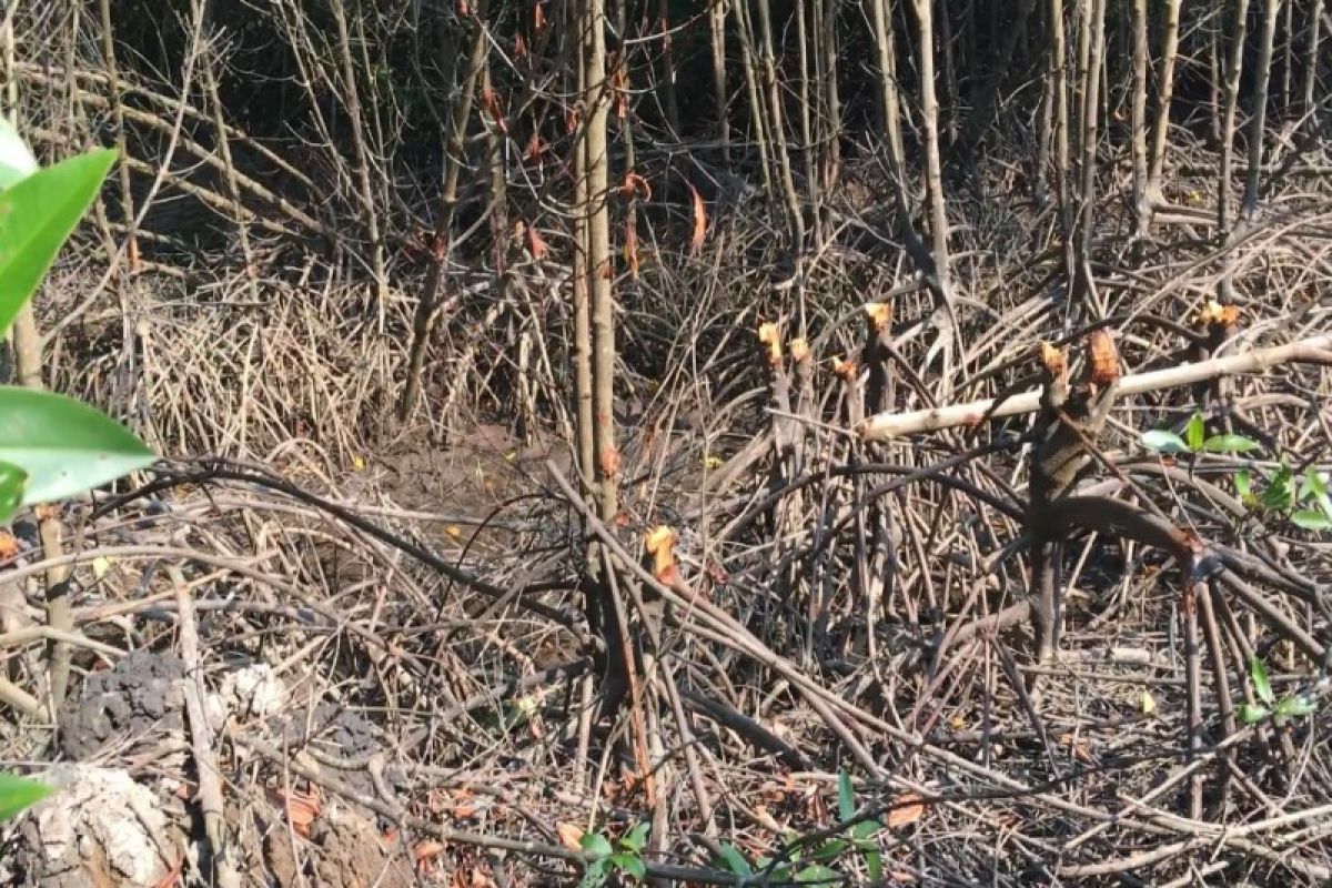 Kerusakan hutan mangrove Lubuk Kertang Langkat semakin parah akibat perambahan liar