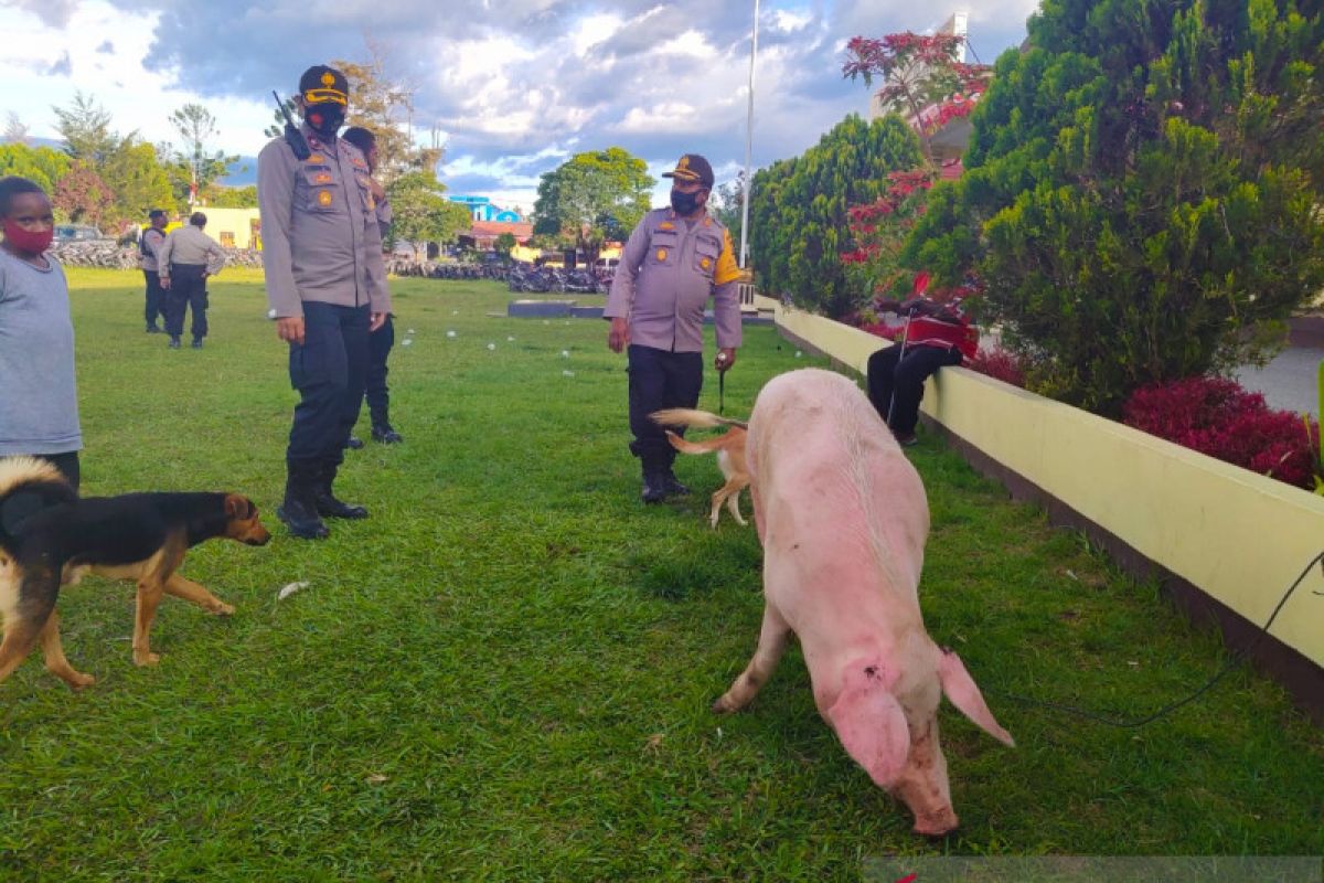 Perang tradisional di Jayawijaya  berakhir setelah pembayaran denda adat