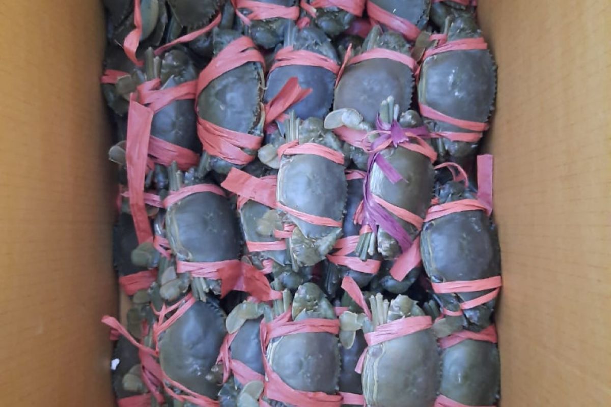 KKP lepasliarkan kepiting bakau hasil sitaan di Banyuwangi