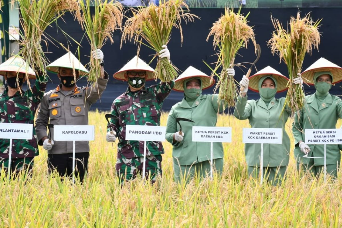 Pangdam I/BB panen raya padi di Kota  Medan