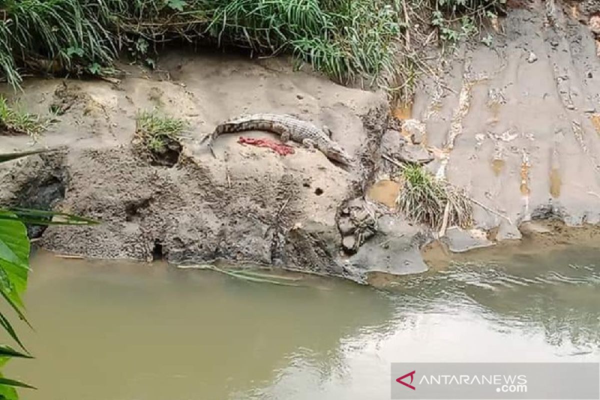 Heboh...Penampakan buaya di Sungai Deli