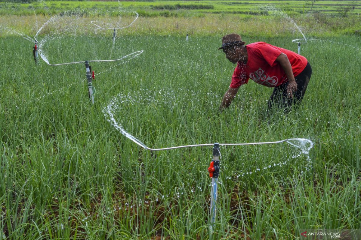 NTP Agustus naik, serikat petani keluhkan harga sayuran masih anjlok