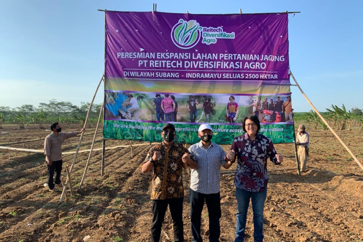 Reitech Diversifikasi Agro ekspansi lahan jagung 2.500 hektare di Subang