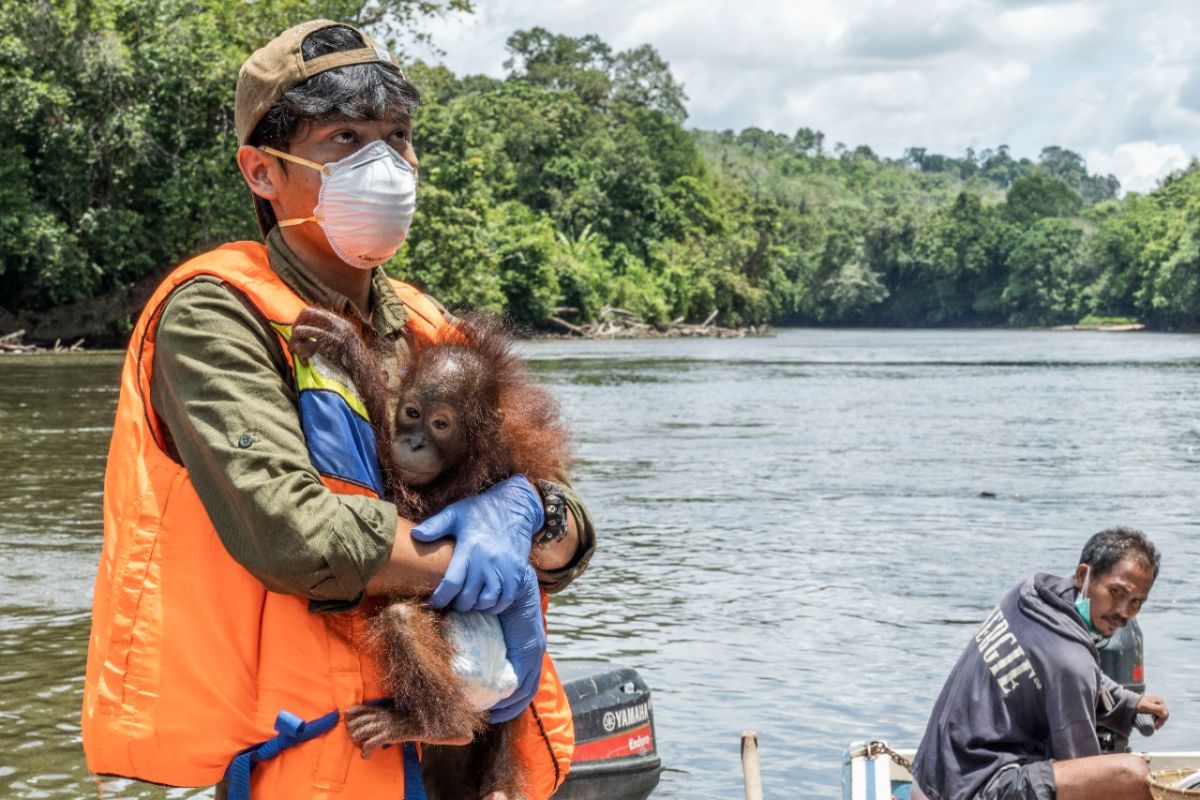 Petugas konservasi selamatkan satu bayi orangutan di Ketapang