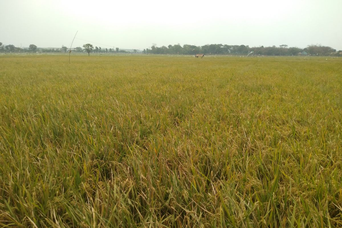 Embung di Karawang belum mampu atasi kekeringan areal sawah