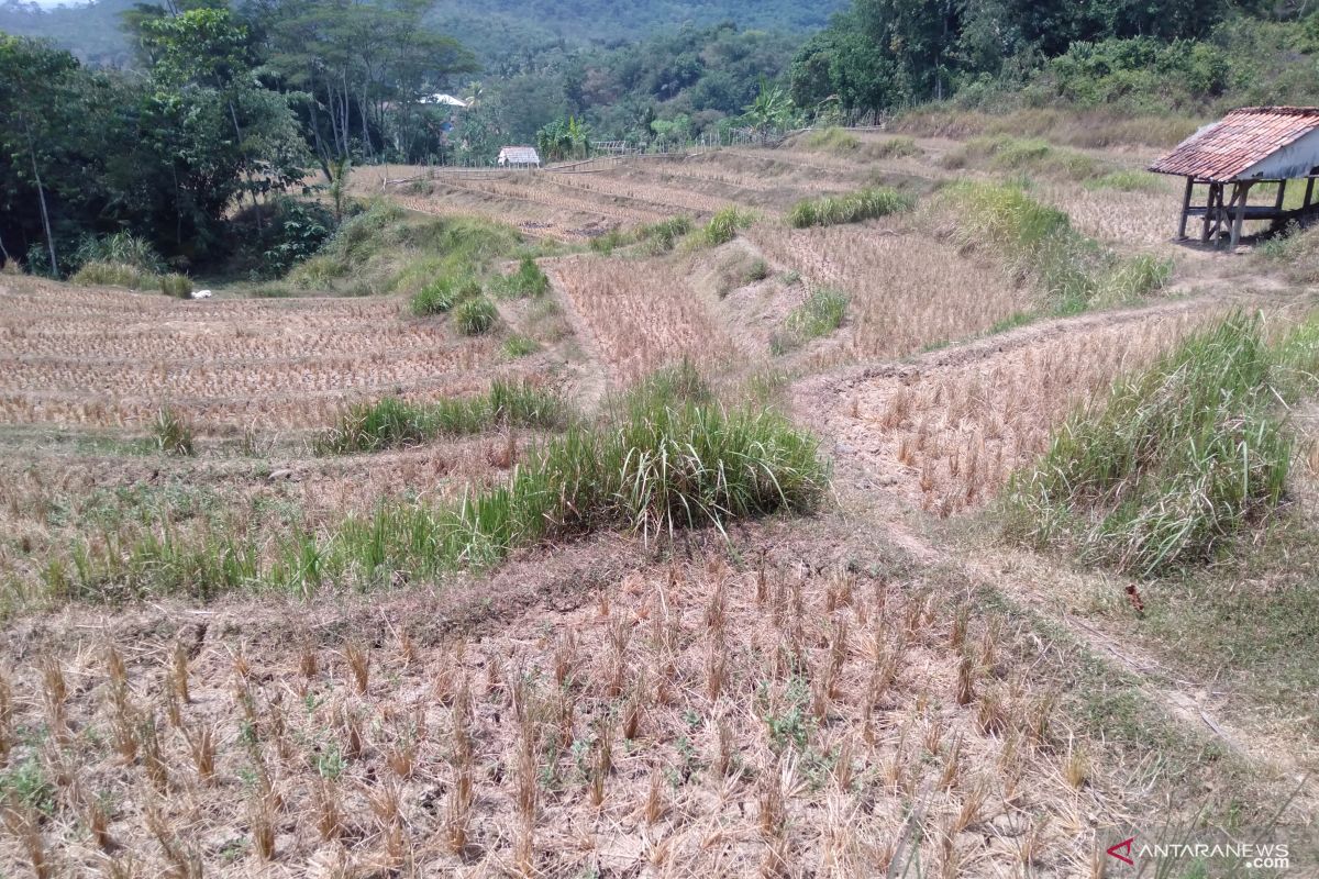 1.000 hektare sawah di Karawang terancam kekeringan