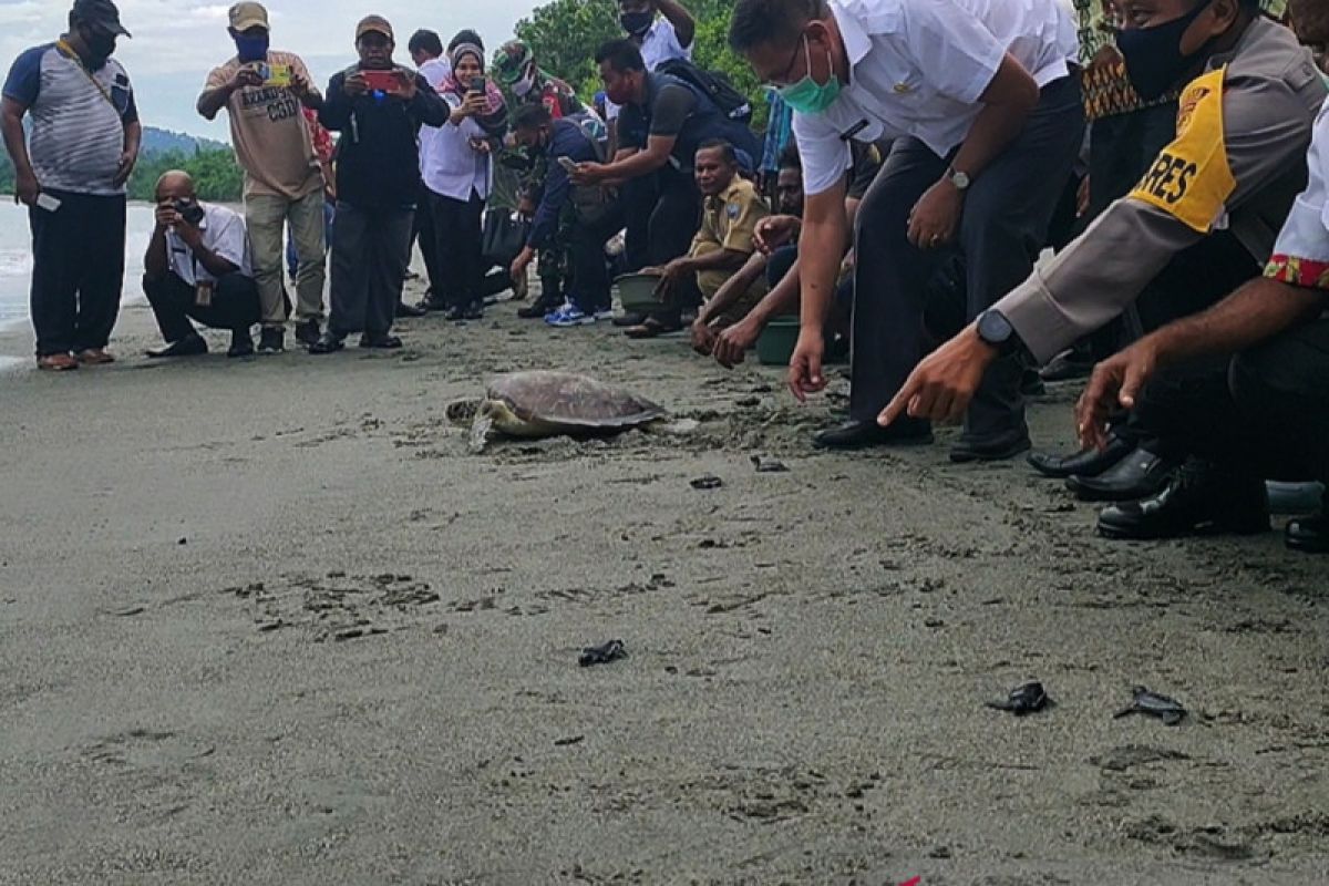 301 tukik dilepas masyarakat adat Manokwari-Papua Barat ke laut