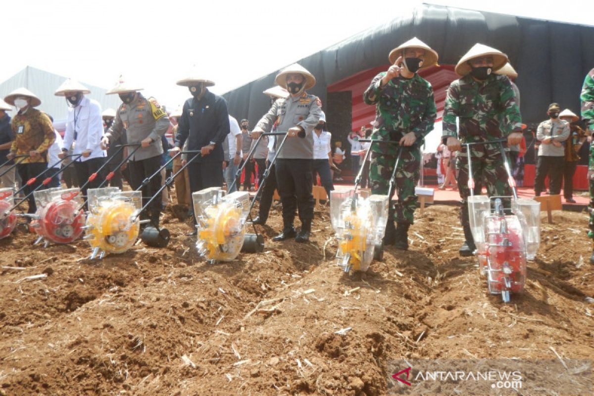 Dukung ketahanan pangan Alumni Akabri 89 tanam jagung 340 ha