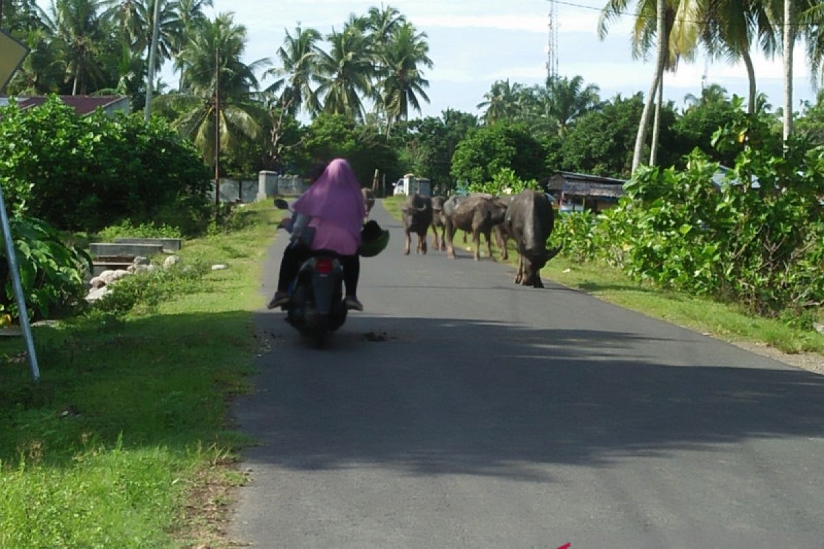 Masyarakat Mukomuko diajak tertibkan ternak liar