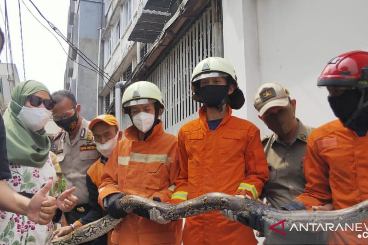 Butuh 30 menit petugas damkar  taklukan ular sanca sepanjang 3 meter