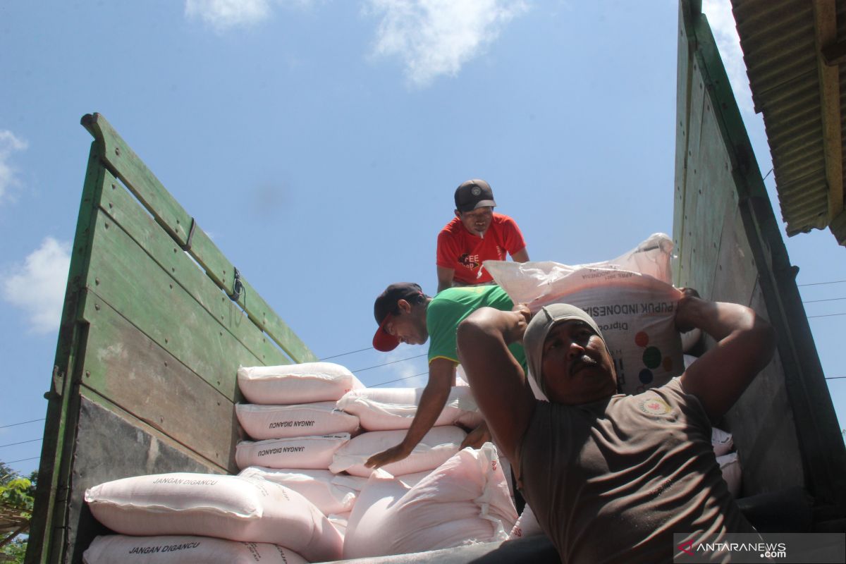 Puluhan ribu petani di Tulungagung tak dapat jatah pupuk bersubsidi