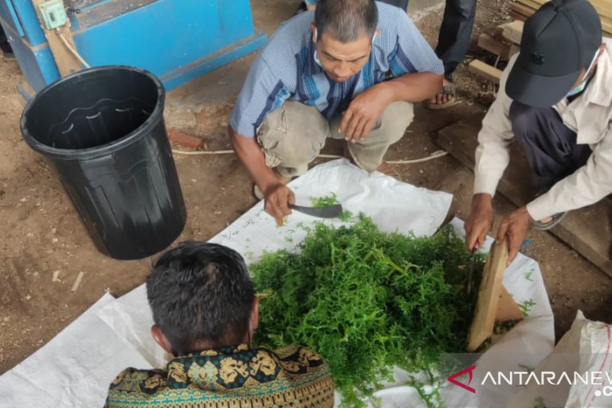 Tanah Bumbu residents trained to make biological fertilizer