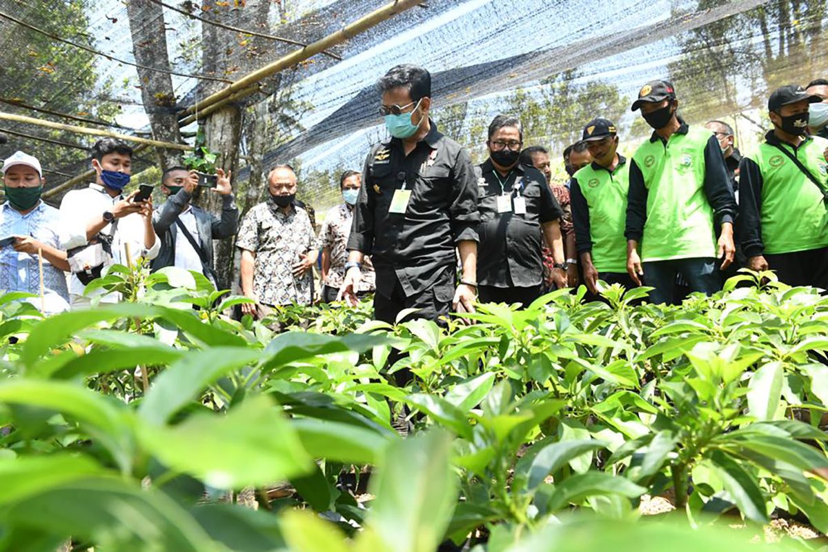 Mentan sebut Malang bisa jadi penghasil bibit alpukat berkualitas