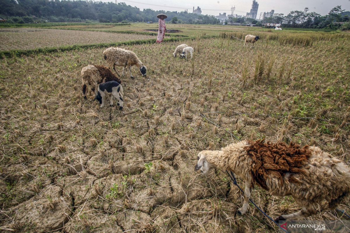 Kekeringan di Bogor berdampak pada 54.194 warga