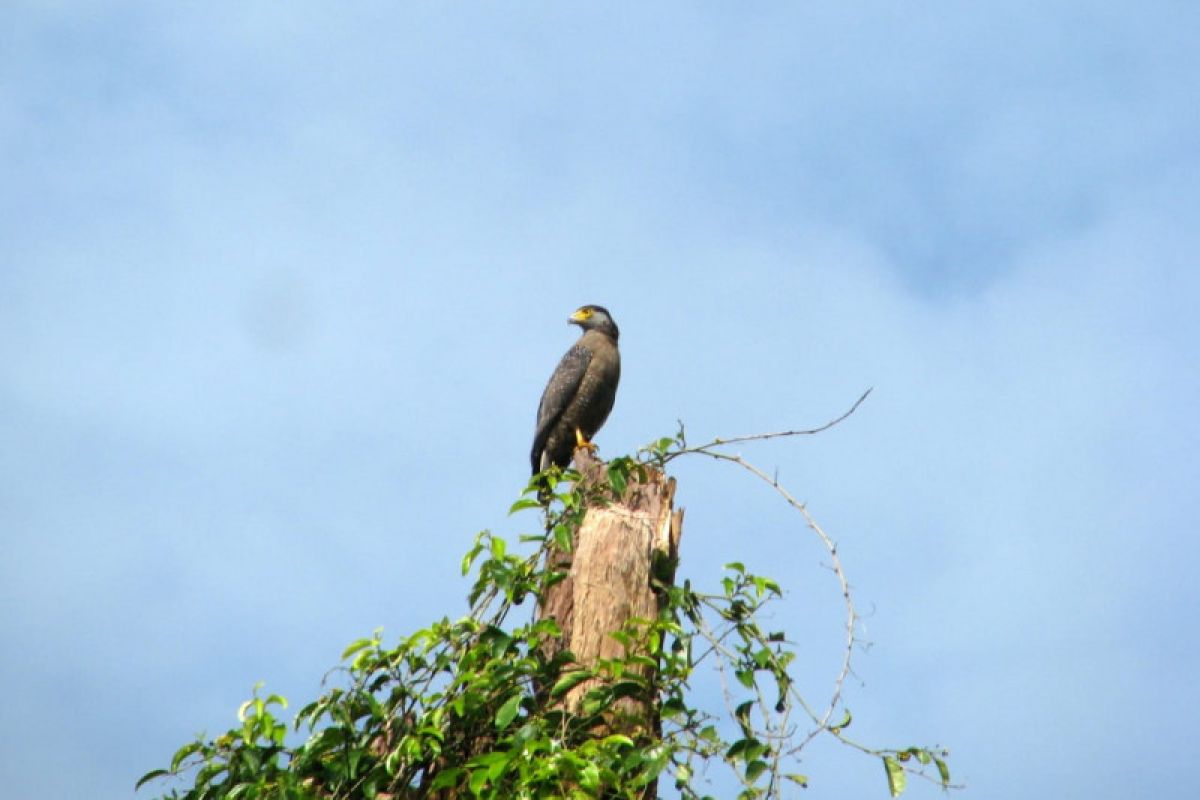 Perusahaan sawit konservasi burung pemangsa di Kalimantan