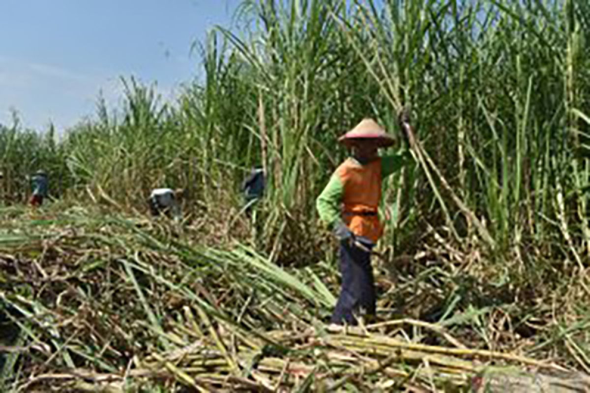 Sejumlah importir mulai realisasikan pembelian gula petani