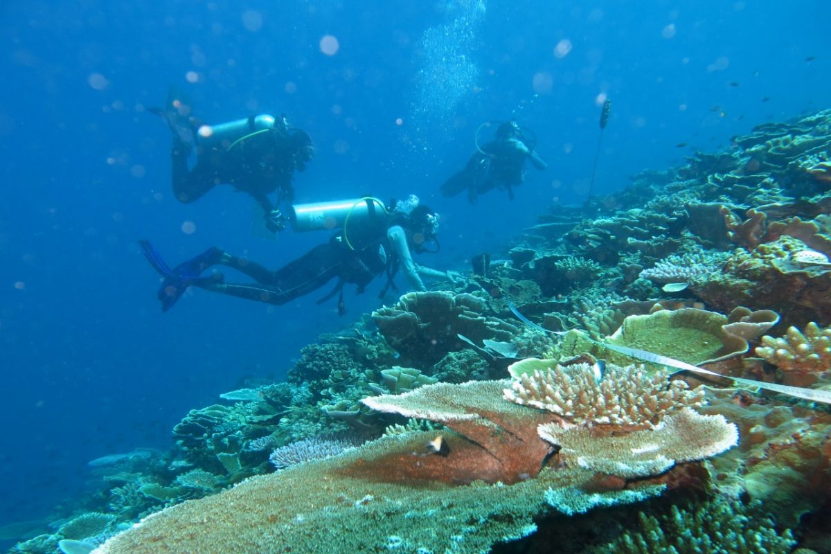 KKP dorong pemda buat taman terumbu karang jadi wisata bahari