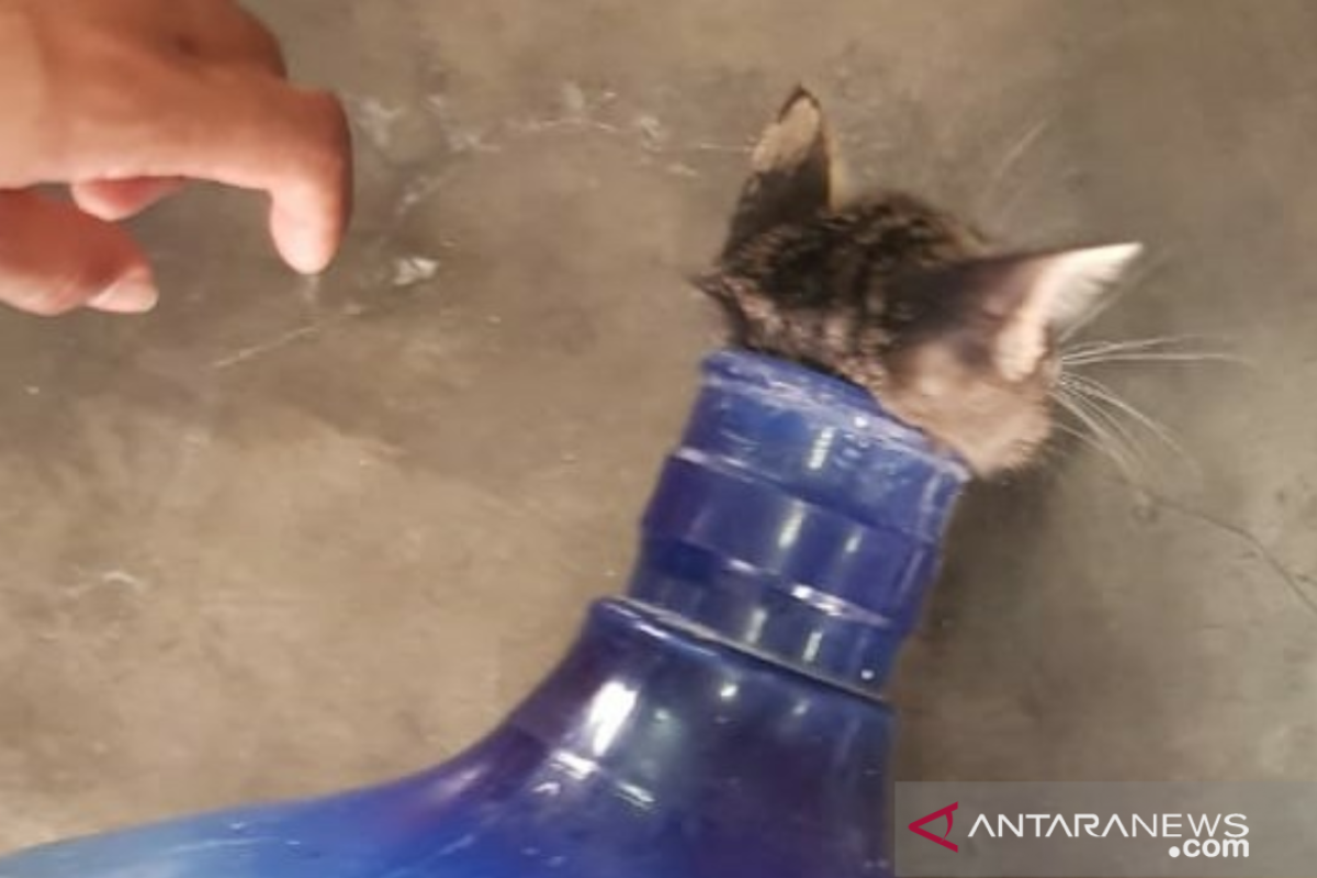 Petugas Damkar Cengkareng selamatkan anak kucing tersangkut di mulut galon