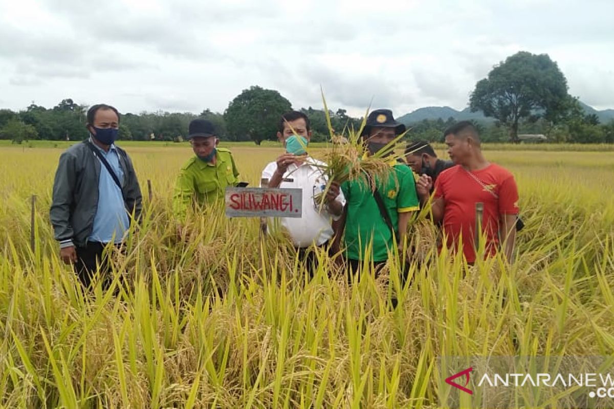 Kabupaten Landak dorong petani tanam padi unggul bersertifikat