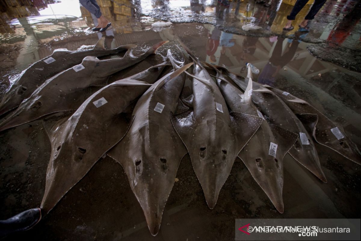 Ikan pari kekeh dan pari kikir terancam punah, kata pakar