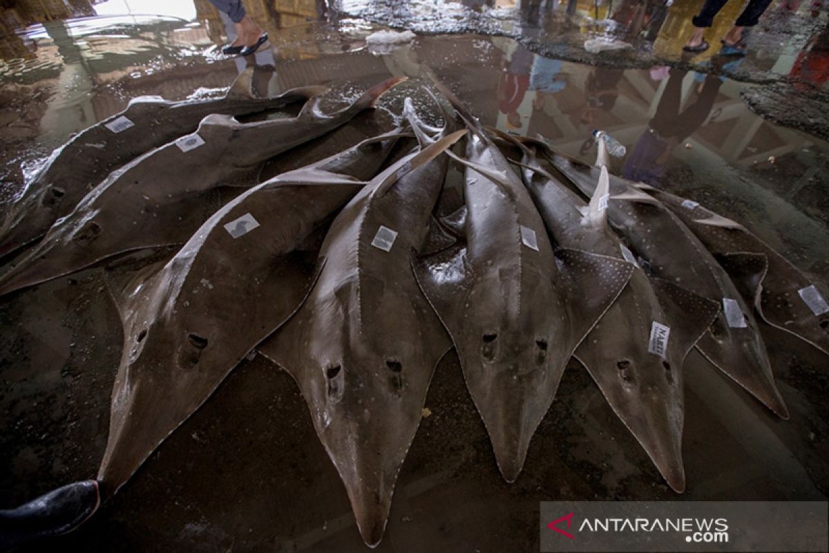 Dua jenis ikan pari terancam punah