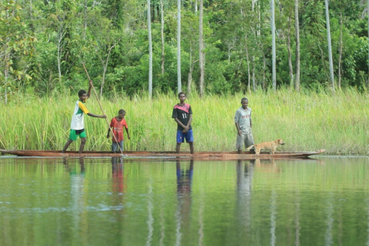 BRG targetkan restorasi 39.239 hektare lahan gambut di Papua