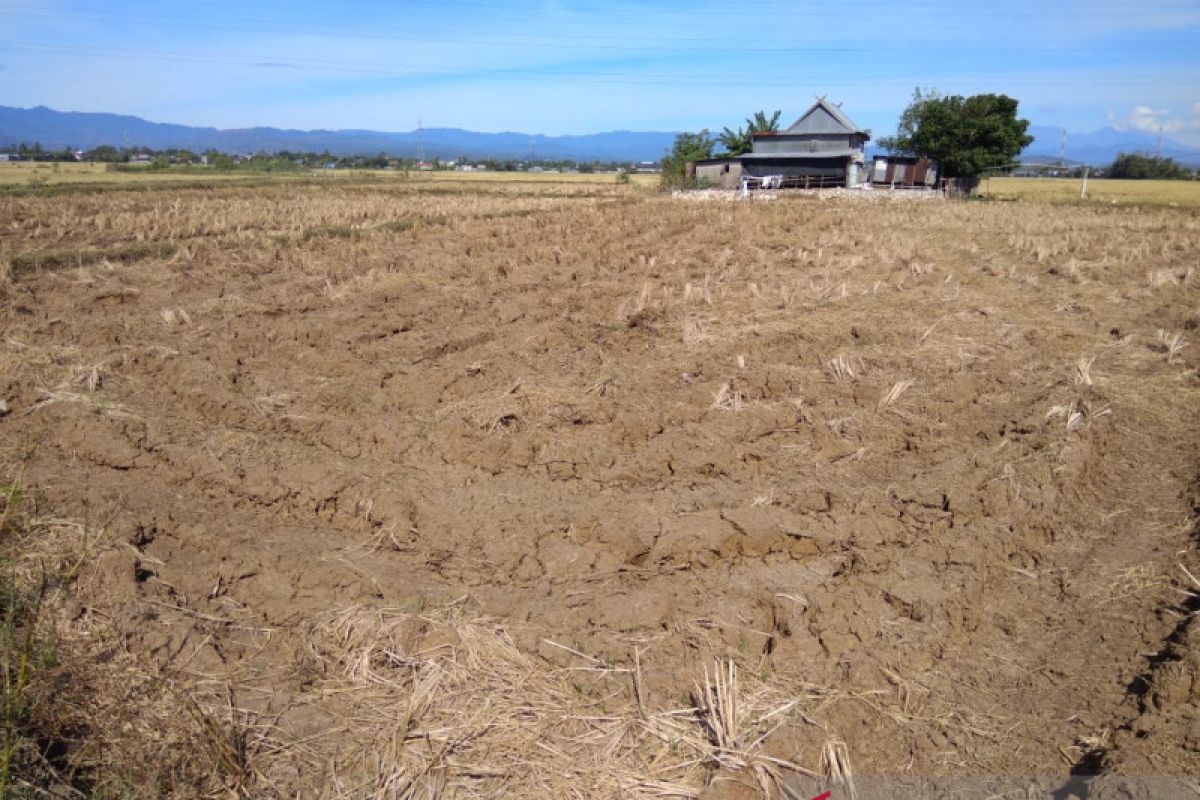 Kekeringan ancam sektor pertanian dan kebutuhan air bersih di Kabupaten Maros