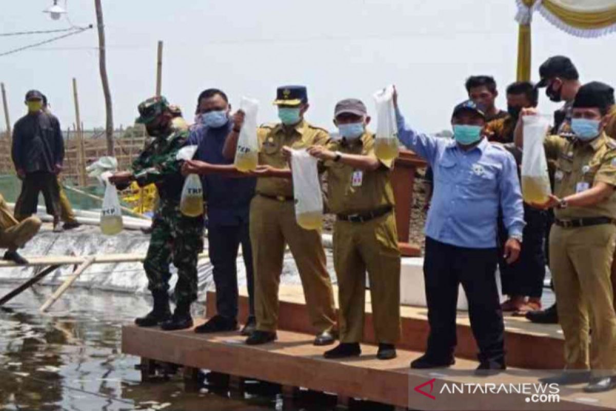 KKP menargetkan Muaragembong Bekasi jadi sentra budi daya udang vaname