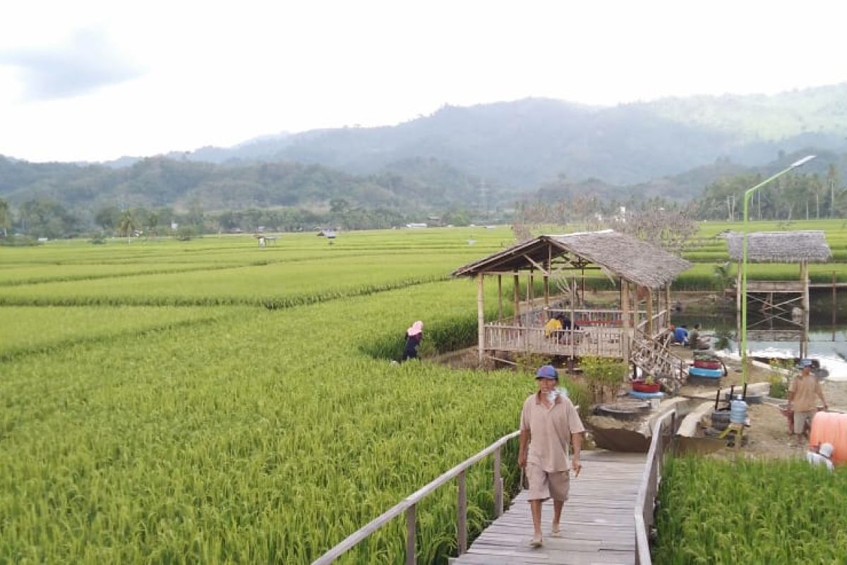 Mengintip hijaunya Kampung Jawa Desa Jaro