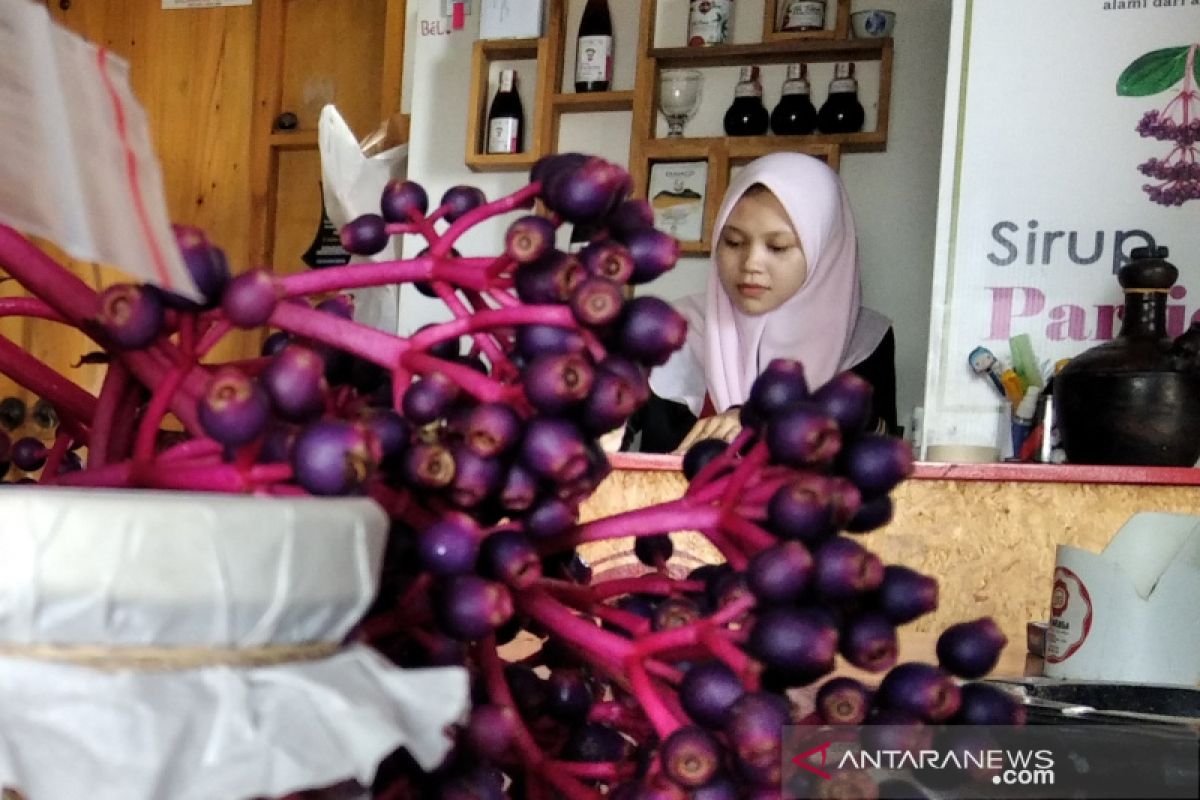 Kudus bersaing dengan Jepara usulkan parijoto sebagai  tanaman khas