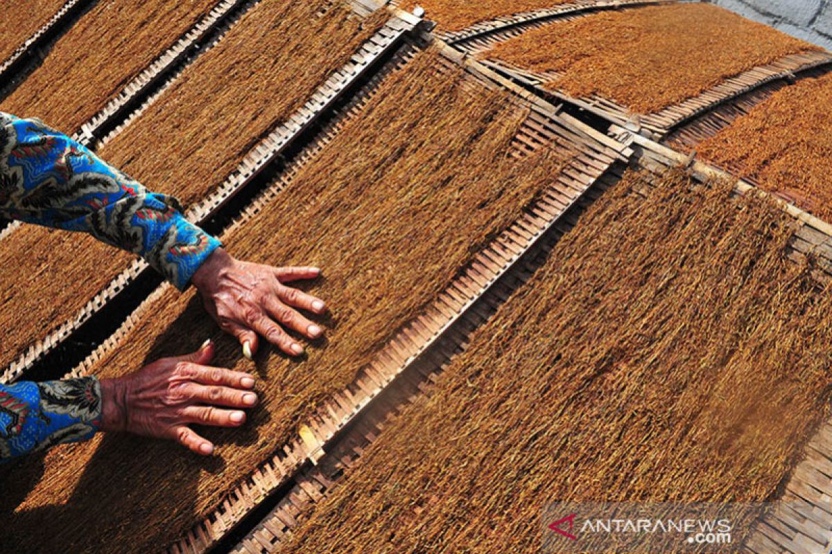 Kementan sebut jatuhnya harga tembakau dipengaruhi kenaikkan cukai