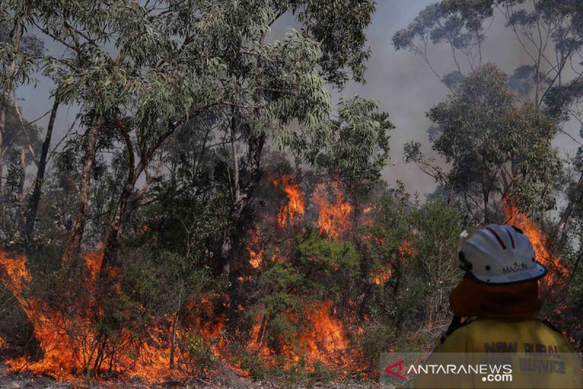 Kebakaran hutan ancam kawasan wisata di Pulau Fraser