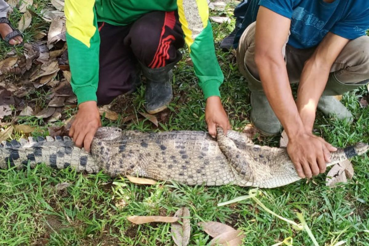 Akhirnya buaya liar yang di Sungai  Deli berhasil ditangkap