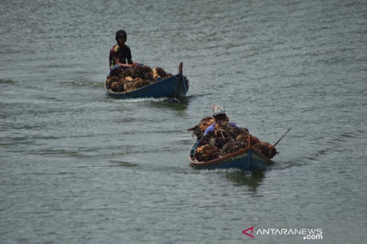 Harga naik, petani kelapa sawit di Abdya mulai bergairah lagi