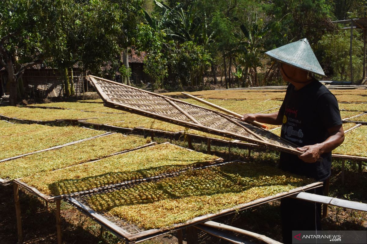 Pemerintah diminta alokasikan pendapatan cukai rokok untuk petani